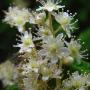 Ocean Spray (Holodiscus discolor): A large native bush which was about 8 feet tall by 5 feet wide.